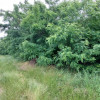 Teren agricol de 245 ari, în Ghidighici, str. Viilor. thumb 4